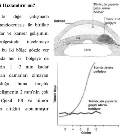 Şekil 10: Angiogenesis ve tümör gelişimi 