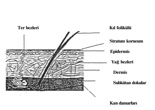 Şekil 1. Derinin yapısı 13 