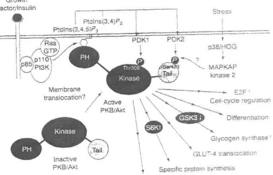 Figure 2: A model for the activation of PKB/Akt by PI3K-dependent mechanisms (12,13).  Functions of PKB/Akt 