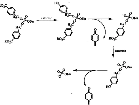 Figure 6. Proposed decomposition of acyloxybenzyl phosphotriesters esterase 