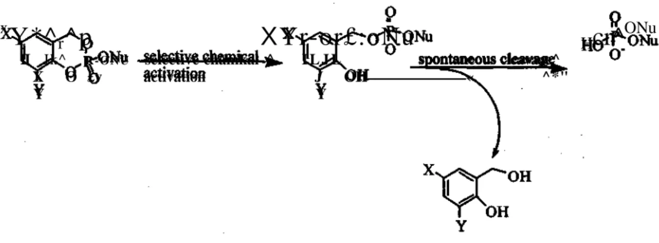 Figure 7. Proposed decomposition of cycloSal-pronucleotides 