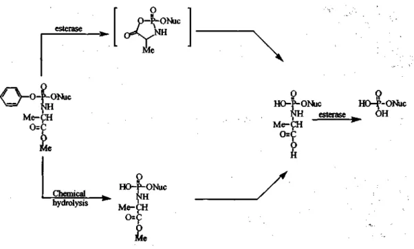 Figure 8. Decomposition of phosphoramidates 