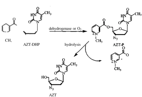 Figure 3. Proposed metabolism of AZT-DHP 