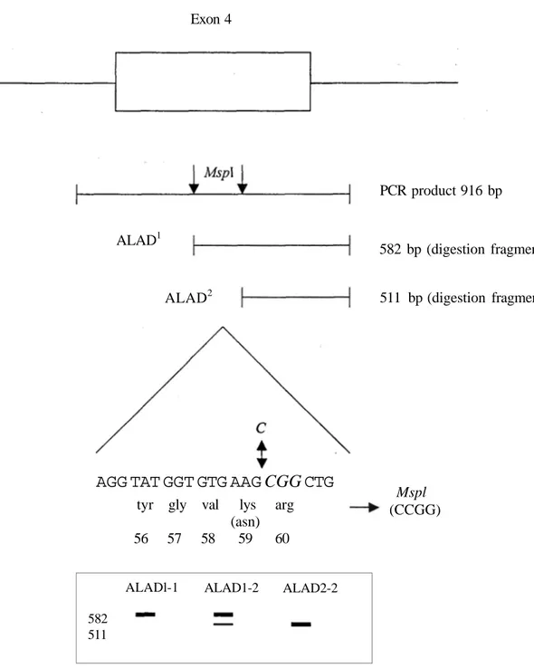 Figure 1. Molecular analysis of human ALAD 1  and ALAD 2  genotype. Amplification of  916 bp PCR product which permits analysis of Mspl genotype