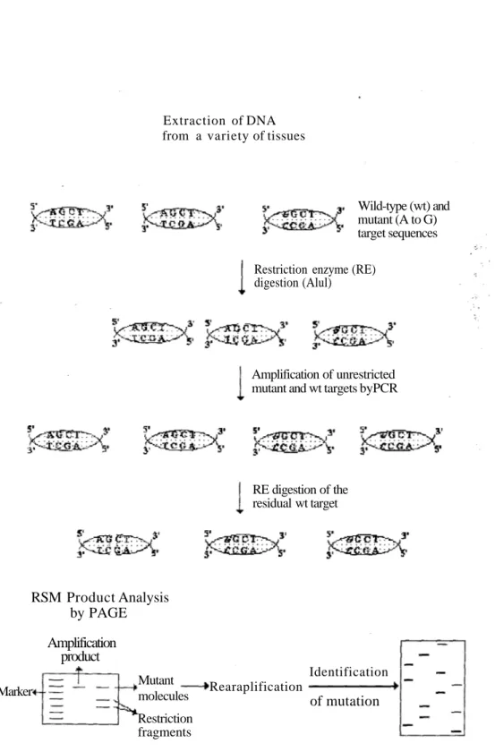 Figure 1. Schematic representation of the principal steps of the RSM assay. Amplification of unrestricted mutant and wt targets byPCR 