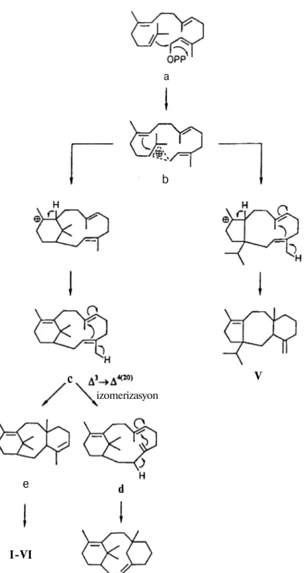 Şekil 5. Taksan Türevlerinin Biyosentezi. izomerizasyon e d I-VI  V c a b 