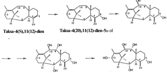 Şekil 4. Taksa-4(5), 11(12)-dien' in Hidroksilasyonu. 