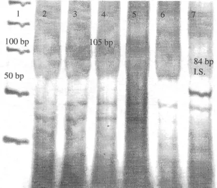 Figure 4. Silver stained 6% polyacrylamide gel shows the internal standard included RSM 
