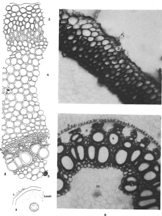 Şekil 4: A.ojficinalis A- Anatomik çizim, a- şematik çizim, B- fotoğraf. 1- emici  tüyler, 2- epiderma, 3- hipoderma, 4-korteks, 5- rafit, 6- endoderma, 7- perisikl,  8-floem, 9- ksilem, 10- öz 