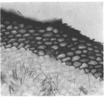 Şekil 6: A.coodei A- Anatomik çizim, a- şematik çizim, B- fotoğraf. 1- epiderma,  2- hipoderma, 3-korteks, 4- rafit, 5- endoderma, 6- perisikl,7- floem, 8- ksilem, 9- öz 