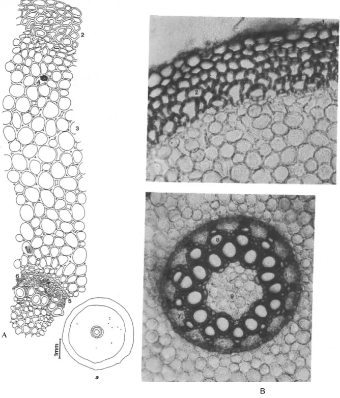 Şekil 7: A.lycaonicus A- Anatomik çizim, a- şematik çizim, B- fotoğraf. 1- 1-epiderma, 2- hipoderma, 3-korteks, 4- rafit, 5- endoderma, 6- perisiklj- floem,  8-ksilem, 9- öz 