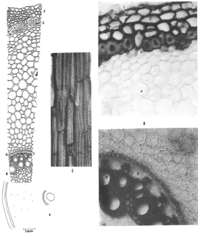 Şekil 9: A.palaestinus A- Anatomik çizim, a- şematik çizim, B- fotoğraf, C- C-Boyuna kesitte taş hücreleri
