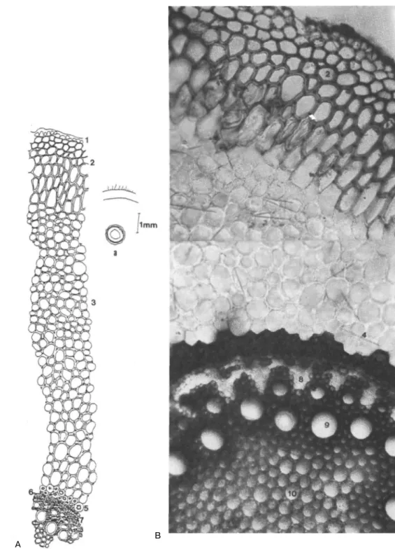 Şekil 2 : A. aphyllus subsp. orientalis A- Anatomik çizim, a- şematik çizim, B- B-fotoğraf 1- epiderma, 2- hipoderma, 3- korteks, 4- rafit, 5- taş hücreleri, 6- endoderma,  7- perisikl, 8- floem, 9- ksilem, 10- öz 