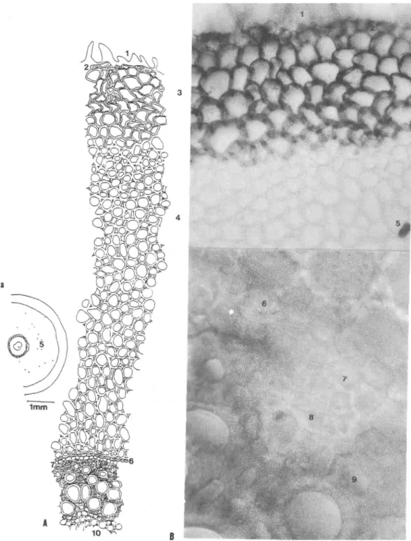 Şekil 3 : A.verticillatus A- Anatomik çizim, a- şematik çizim, B- fotoğraf. 1- 1-emici tüyler, 2- epiderma, 3- hipoderma, 4-korteks, 5- rafit, 6- endoderma, 7- perisikl,  8-floem, 9-ksilem, 10-öz 