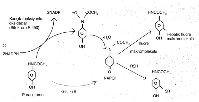 Şekil 1. Parasetamolün NAPQI'ya biyotransformasyonu 