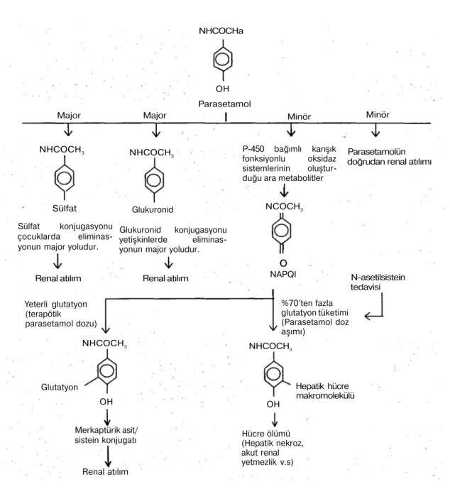 Şekil 2. Parasetamol metabolizması 