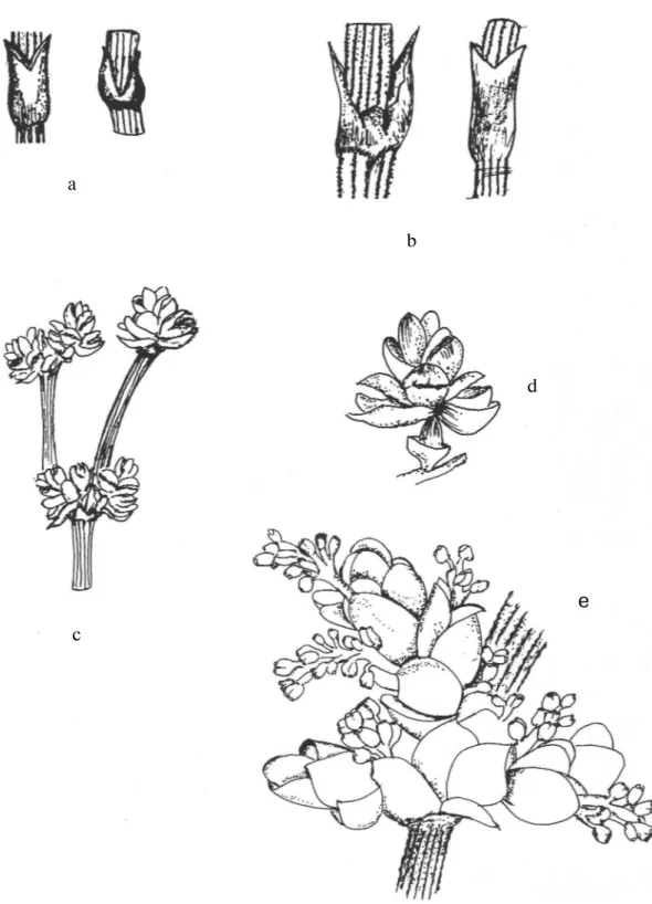 Şekil 1: a) E.major'da yaprak kını(xl0), b) E.distachya'da yaprak kını(xl0), c) E.major'da erkek çiçek 