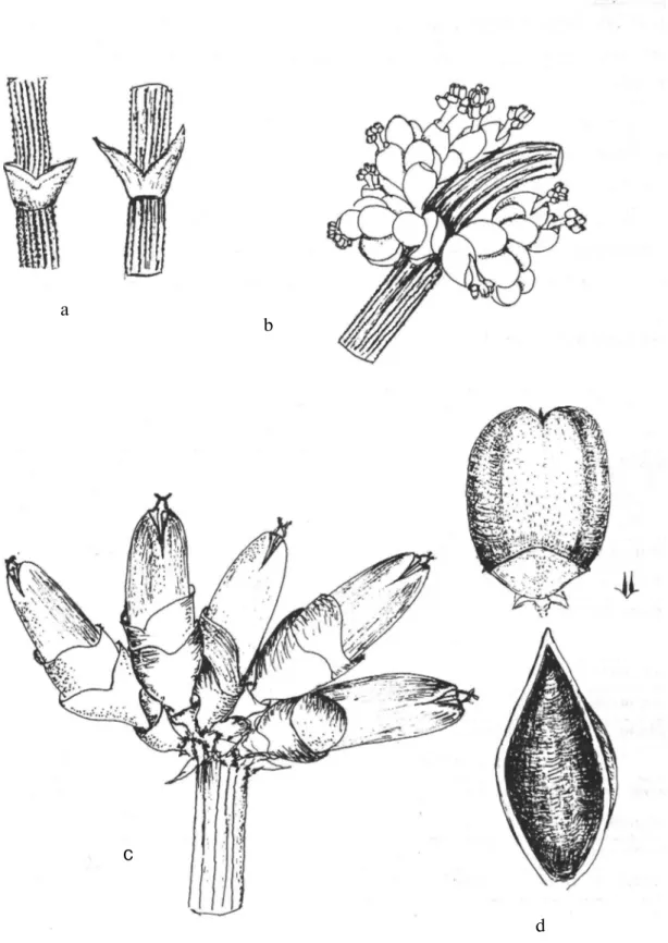 Şekil 3: a) E.campylopoda'da yaprak kını(x8), b) E.campylopoda'da erkek çiçek durumu(xlO), 