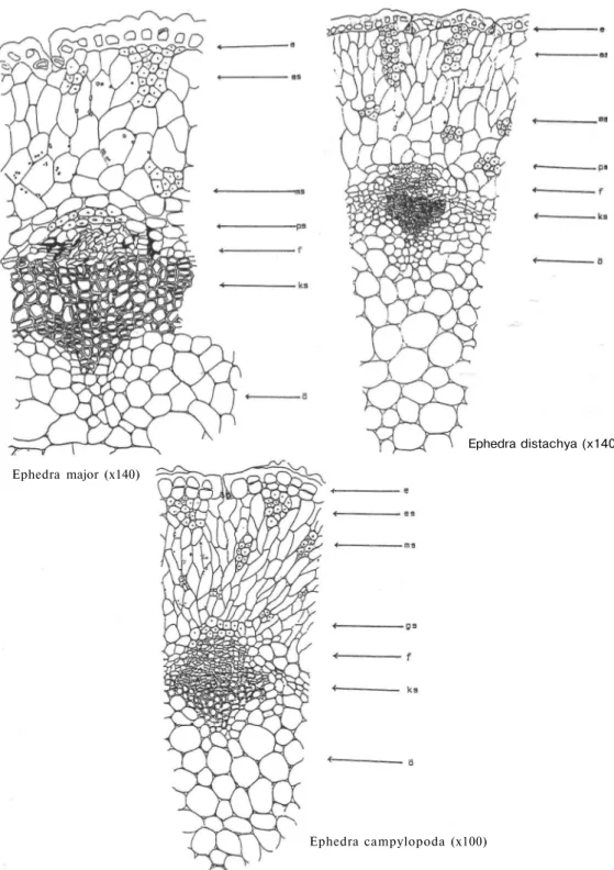 Şekil 4 : Ephedra dallarının anatomik yapısı; (e) epiderma; (es) epidermal skl. demeti ; (ms) mezokortikal  skl