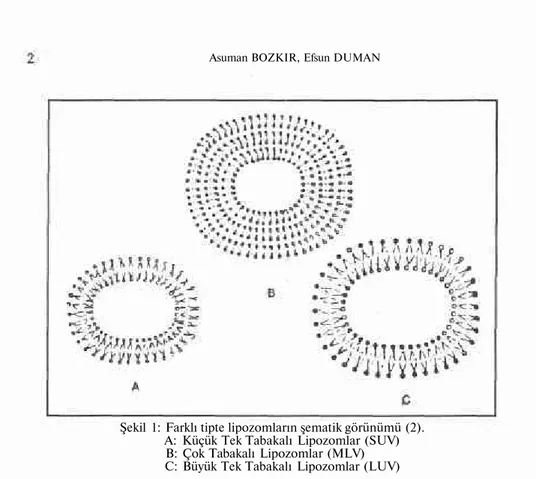 Şekil 1: Farklı tipte lipozomların şematik görünümü (2).  A: Küçük Tek Tabakalı Lipozomlar (SUV)  B: Çok Tabakalı Lipozomlar (MLV)  C: Büyük Tek Tabakalı Lipozomlar (LUV) 