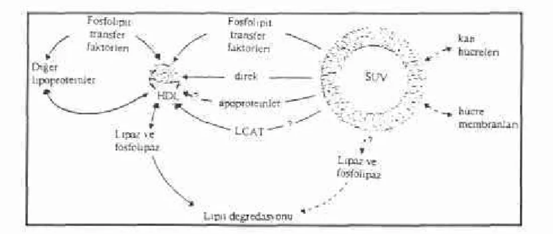 Şekil 2: Normal lipit metabolizmasında, lipozomlar ve HDL arasındaki fosfolipit hareketi
