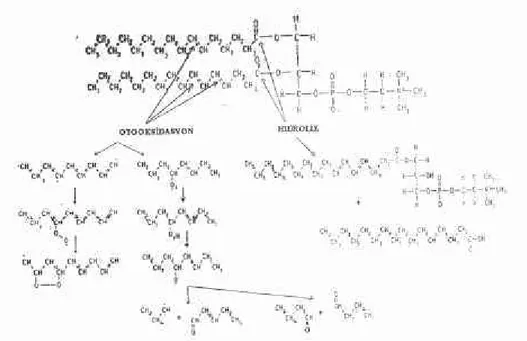 Şekil 1. Lipozomlarm temel yapısını oluşturan fosfolipidlerden, fosfatidilkolin'in  kimyasal parçalanma mekanizması (Otooksidasyon sonucu peroksitler ve aldehitler;  Hidroliz sonucu lizo-lesitin ve yağ asitleri oluşmaktadır)