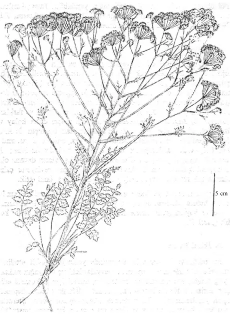 Şekil 1. P. anisetum Boiss. et Bal., tüm bitki 