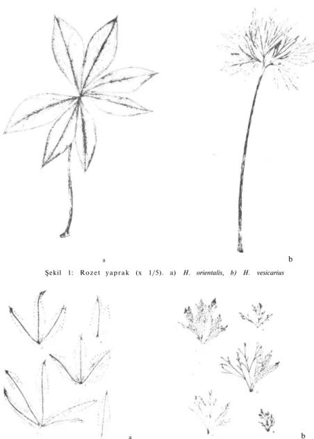Şekil 1:  R o z e t  y a p r a k (x 1/5). a) H. orientalis, b) H. vesicarius 