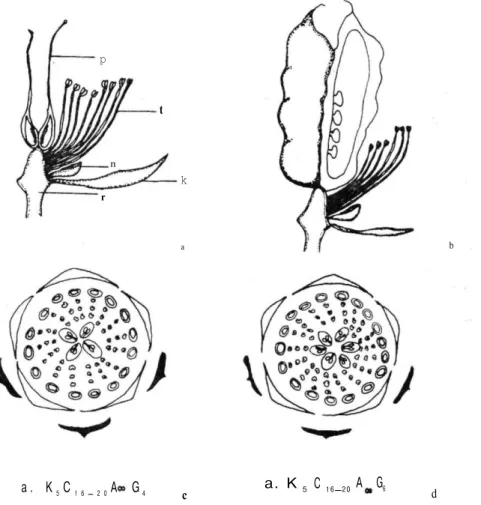 Şekil 3: Çiçekten boyuna kesi (a- H. orientalis, b- H. veskarius) ve diyagram (c- H. orientalis,  d- H.vesicarius) k- sepal, n- nektaryum, p- pistil, r- reseptakulum, s-stamen 
