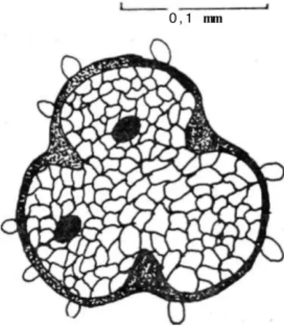 Şekil 8: H. vesicarius (korolla), toz  n u m u n e d e  p o l e n 