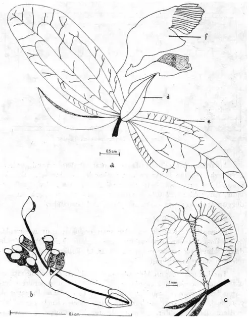 Şekil 2. P. pruinosa subsp. pruinosa - Çiçek ve Meyva Kısımları, a) Çiçek, b) Ovaryum  ve androkeum durumu, c) Meyva d) Dış sepal, e) İç petal, f) Korolla tüpü