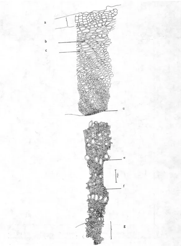 Şekil 4. P.pruinosa subsp.pruinosa - Enine Kesit, 