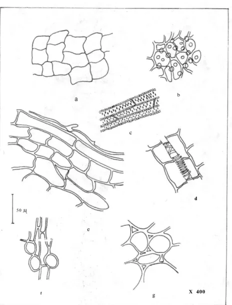 Şekil 5. P.pruinosa subsp.pruinosa - Kök Tozu Elementleri, a) Mantar, b) Sabit yağ taşı- taşı-yan parenkima hücreleri, c) Trake, trakeit, ksilem parenkiması, d) Kabuk parenkiması ve  trakeit, e) Trikom ve Kabuk parenkiması, f) Kabuk parenkiması, g) Kabuk p