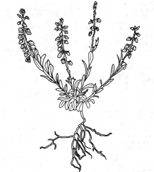 Şekil 1. Polygala pruınosa Boiss. subsp. pruinosa J. Cullen. 