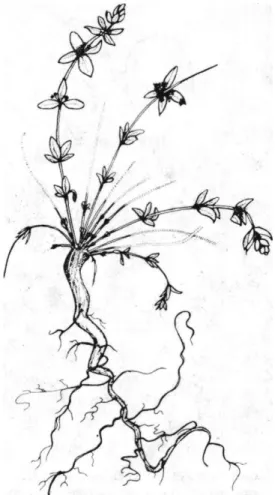 Şekil 1. Cruciata taurica (Pallas ex Willd.) Ehrend. s.1.bitkisi. 