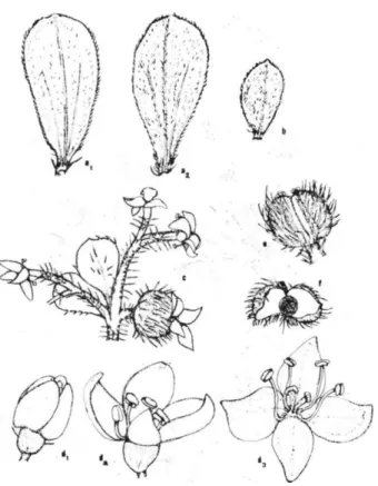 Şekil 2. C.taurica'da a. yaprak (a, üst yüzden, a 2  alt yüzden), b. brakte, e. çiçek durumu  (meyvalı ve çiçekli), d