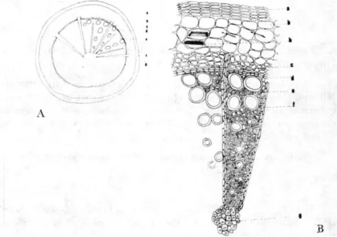 Şekil 6. Kökten enine kesit: A. Şematik çizim (x32), B. Anatomik çizim (xl00)  a. mantar, b