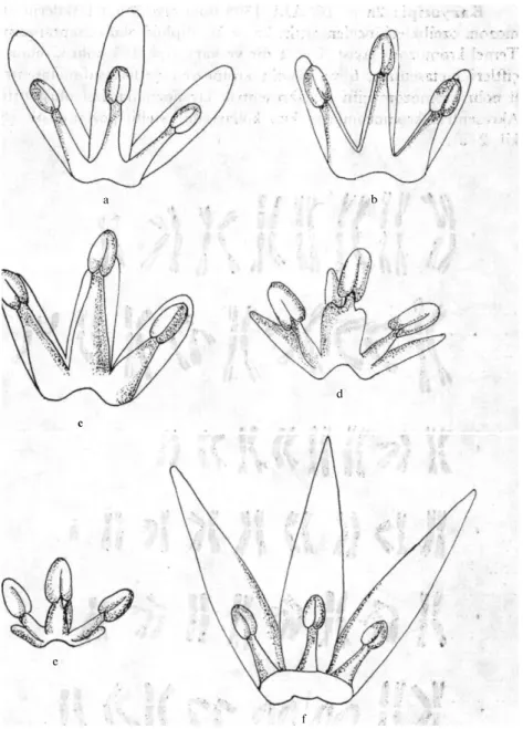 Şekil 1. Sect.Melanocrommyum: Tepaller ve Stamenler. 