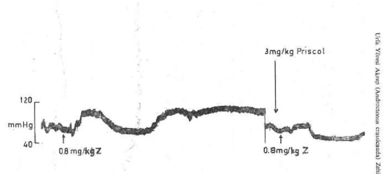 Şekil 9. A.crassicauda zehirinin hipertansif etkisinin 3.0 mg/kg priscol ile bütünüyle  inhibisyonu