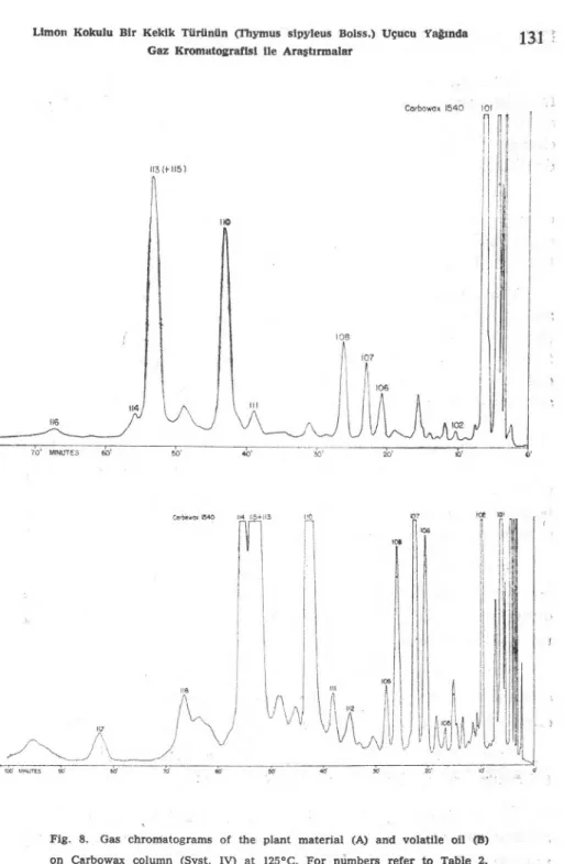 Fig. 8. Gas chromatograms of the plant material (A) and volatile oil (B)  on Carbowax column (Syst