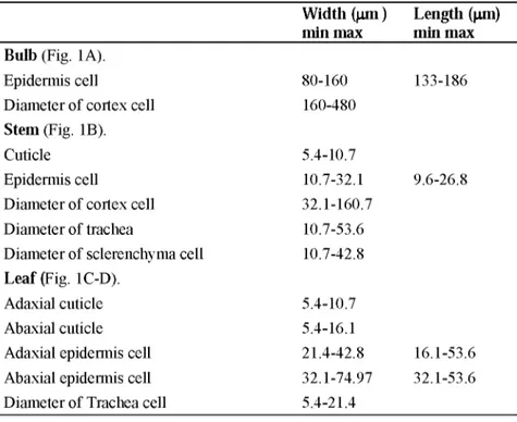 Table 1. Some anatomical measurements of Lilium carniolicum var. artvinense  Width (pm ) Length (pm)  min max min max  Bulb (Fig