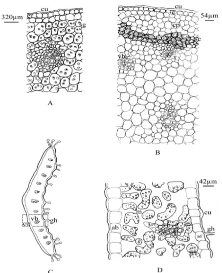 Figure 1. The cross-sections of the bulb (A), stem (B) and leaf (C-D) of Lilium  carniolicum Bernh