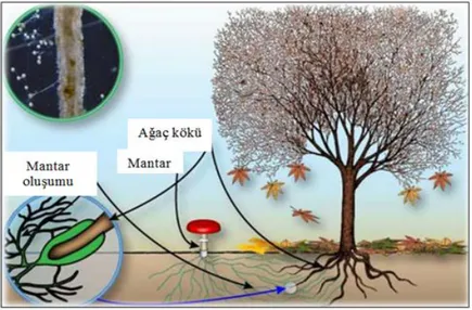 Şekil 1. Trüf mantarı ile ağaç kökleri arasında kurulan faydalı ilişki (Türkoğlu, 2015) 