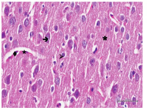Figure 3. Hematoxylin-eosin staining in brain tissue in the control group; : neuron, : astrocyte, : blood vessel, : endothelial cell, ✱: neuropile ×400.