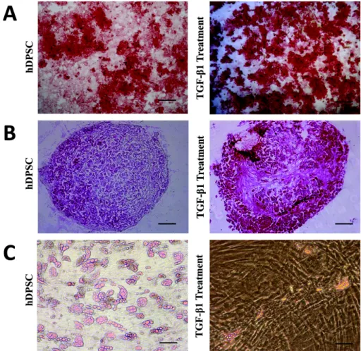 Fig. 3. Osteogenic and chondro-