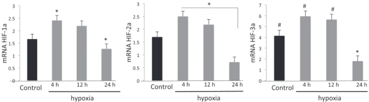 FIGURE 3 Hypoxia modulates the Hypoxia Inducible Factor Family of Proteins. Hypoxia activates HIF isoforms 1α, 2αand 3α as early as 4 hours of incubation