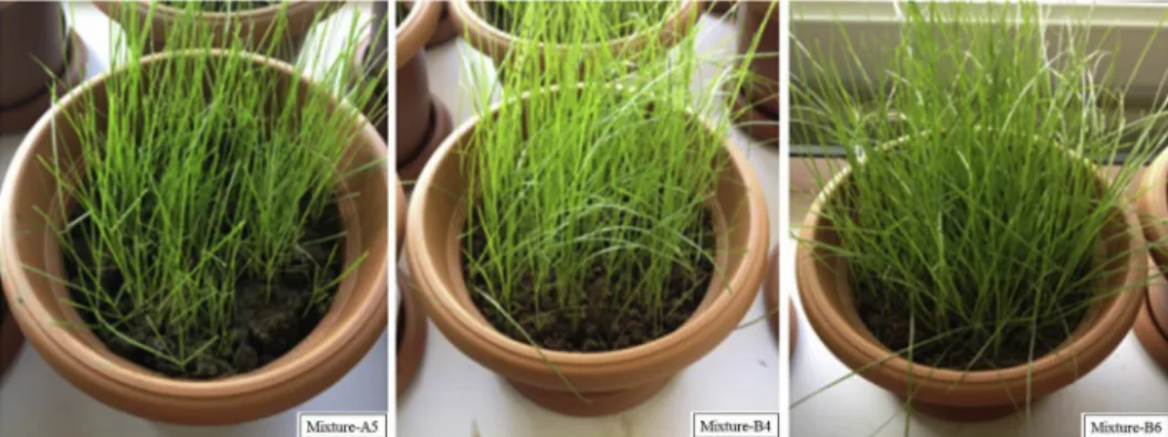 Fig. 3. Grown grasses in Mixture-A5, Mixture-B4 and Mixture-B6 topsoil samples, respectively.