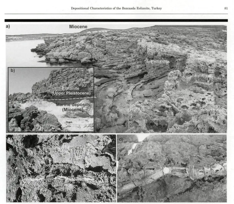 Figure 3. Views of coastal eolianite. A typical view of cross-bedded strata (a), transition between eolianite and underlying Miocene deposits (b), and rhizoliths (c and d).