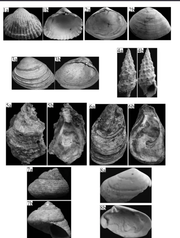 Figure 5. Pictures of fossil shells. Numbers 1 and 2 show fossils collected from unit A; 3 and 4 from both units; and 5, 6, and 7 from unit B