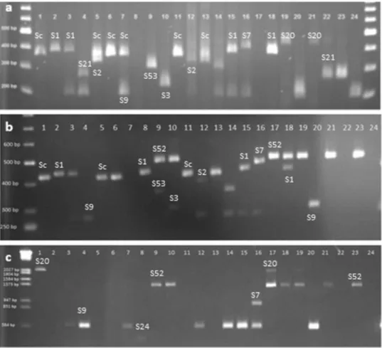 Figure 1. S_allele PCR analysis for the 24 apricot cultivars with the primers Src-F and Src-R (a), PaConsI-F and PaConsI-R (b) and PruC2-F and PruC4-R (c)